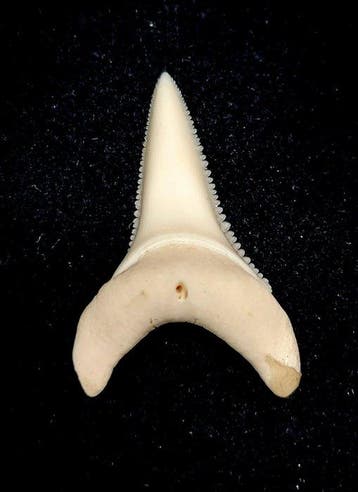 Witte haai Taxidermie volledige montage - Carcharodon, Nieuw