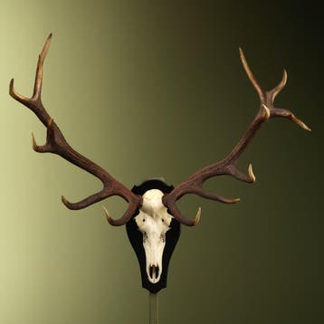 Edelhert Gewei Taxidermie Opgezette Dieren By Max, Verzamelen, Dierenverzamelingen, Ophalen of Verzenden, Nieuw, Wild dier, Opgezet dier