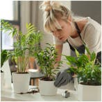 LED Plantengroeilamp VERDI V2 Wit 5W 1300K - USB - Timer..., Ophalen of Verzenden, Nieuw