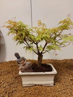 Japanese maple bonsai (Acer palmatum) - Hoogte (boom): 23 cm