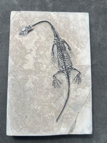 Zeereptiel - Gefossiliseerd dier - Fossile de Keichousaurus