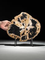 Indrukwekkende plak versteend hout op een op maat gemaakte