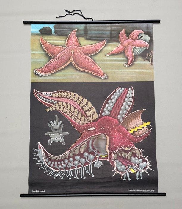 Hagemann, Düsseldorf - De Rode Zeester - Jung Koch Quentell, Antiek en Kunst, Curiosa en Brocante
