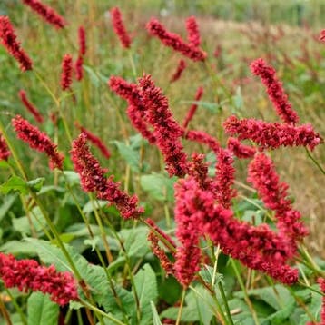 Persicaria amplexicaulis Fat Domino - Wortelgoed - 5 stuk, Verzenden