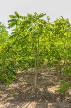 Juglans nigra meerstammig 250-300