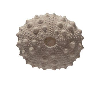 Grote Griffelseeigel (Heterocentrotus mamillatus) |, Nieuw