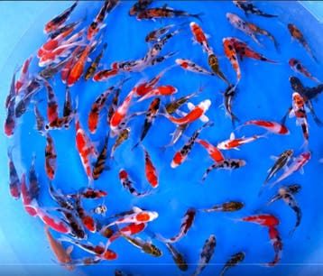 Miyako 8-12cm (Japanse Koi), Karper of Koi