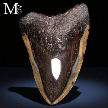 Fossiel Megalodon-tand – Mioceen – Plioceen (circa 23 – 3,6