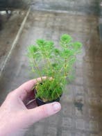 Myriophyllum Brasiliensis (Aquariumplanten), Dieren en Toebehoren, Verzenden, Nieuw, Plant(en), Steen of Hout