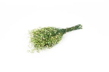 Geprepareerd Gepreserveerd Gipskruid Appelgroen 60 cm 55 gr, Ophalen of Verzenden, Nieuw