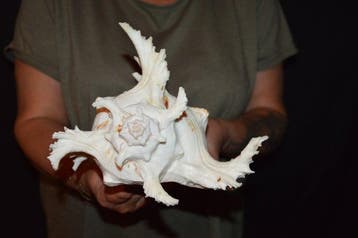Zeeslak Zeeschelp - S-596 CHICOREUS RAMOSUS, Verzamelen, Nieuw