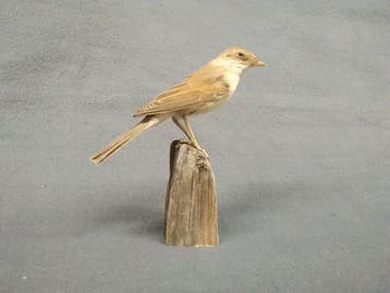 witkeel Taxidermie volledige montage - Sylvia communis - 13, Nieuw