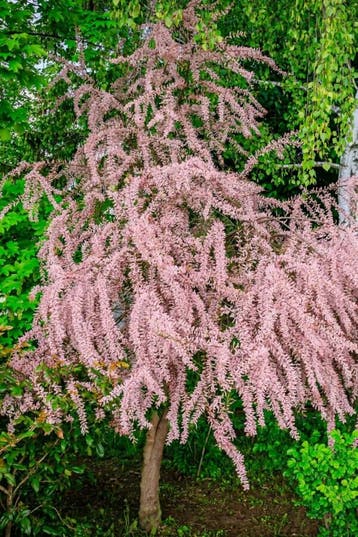 Tamarix tetrandra hoogstam 12/14