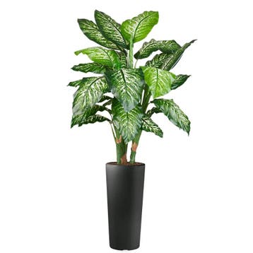 Dieffenbachia kunstplant, H175cm, Ophalen of Verzenden, Overige soorten, 150 tot 200 cm