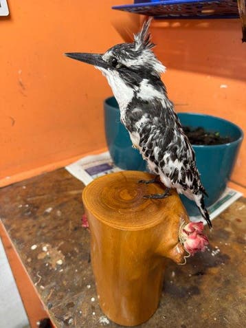 IJsvogel Taxidermie volledige montage - Ceryle rudis - 0 cm, Verzamelen, Nieuw