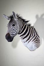 Zebra Head Taxidermie wandmontage - Equus quagga - 45 cm -, Nieuw