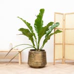 Green Bubble - Anthurium Botanical King - 100 cm - Ø35 cm, Ophalen of Verzenden