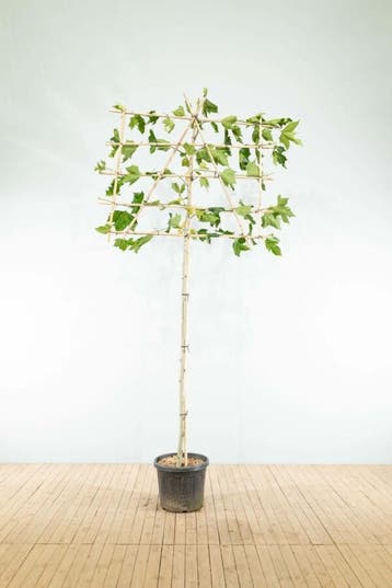 Platanus x hispanica leiboom 14/16 190cm stam 150b x 120h