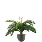 Cycas kunstplant, H70cm, Ophalen of Verzenden, Palm, Minder dan 100 cm