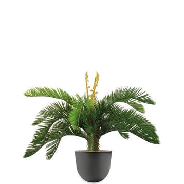 Cycas kunstplant, H70cm, Ophalen of Verzenden, Palm, Minder dan 100 cm