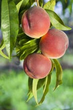 Prunus persica hoogstam