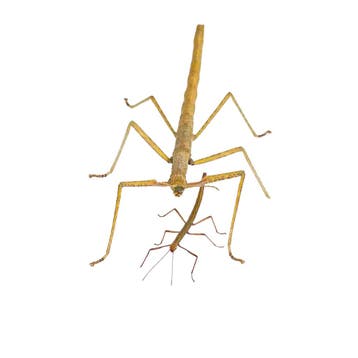 Indische Wandelende Tak Nimf (PSG 1) - Carausius morosus, Nieuw