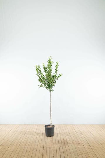 Malus Red Sentinel halfstam