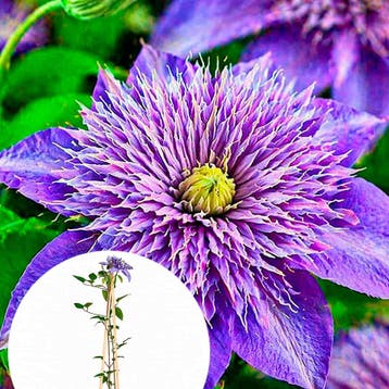 Clematis Multi Blue container (P15) Sierplanten, Verzenden, Overige soorten, Struik