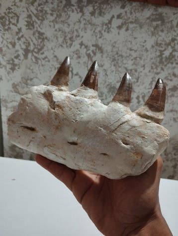 Zeereptiel - Gefossiliseerde kaak - Mosasaurus sp. - 22 cm -, Verzamelen, Mineralen en Fossielen