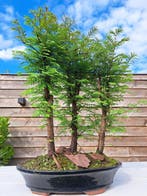 GROOT metasequoia bos in ruime bonsaischaal - Hoogte (boom):