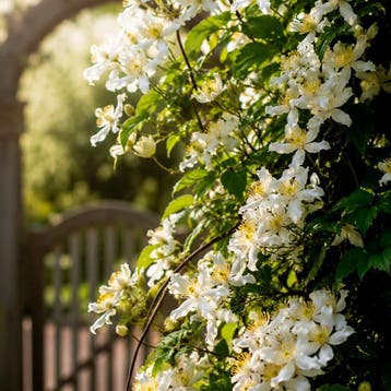 Clematis montana Wilsonii Sierplanten, Raskleur, Verzenden, Overige soorten, Struik