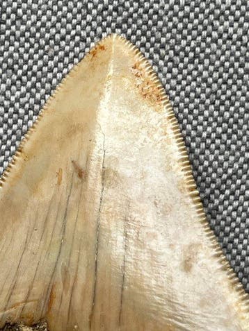 Megalodon-tand 6,8 cm - Fossiele tand - Carcharocles