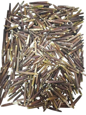 Zeeegel Pennen 1 kilo, Ophalen of Verzenden, Nieuw