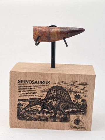Spinosaurus - Gefossiliseerd dier - Spinosaur Aegyptiacus, Verzamelen