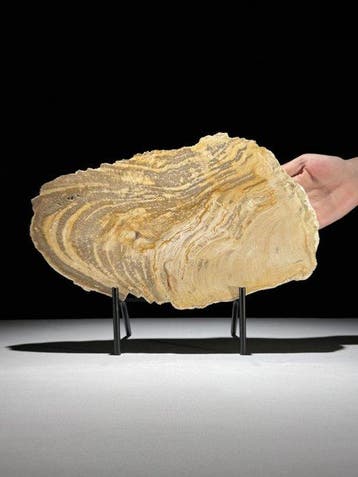 Prachtige plak versteend hout op een op maat gemaakte