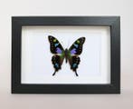 Vlinder Taxidermie volledige montage - Graphium weiskei - 10