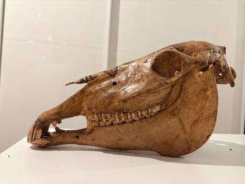 Paard Gesneden schedel - Equus caballus - 26 cm - 17 cm - 52
