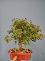 Drietand Esdoorn (Acer Buergerianum) - Hoogte (boom): 32 cm