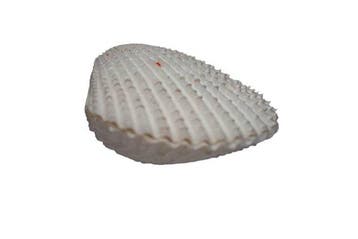 Lima vulgaris (85 mm) - Grote vijlclam - Compleet passend, Nieuw