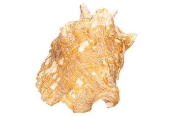 Reuzen-Fechtschelp (Strombus gigas) | Grote Koninginconch -, Nieuw