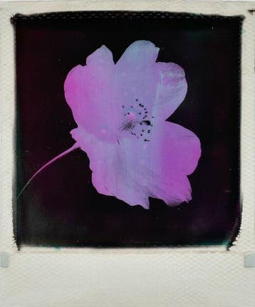 Christof René Schmidt - Blume, Antiek en Kunst