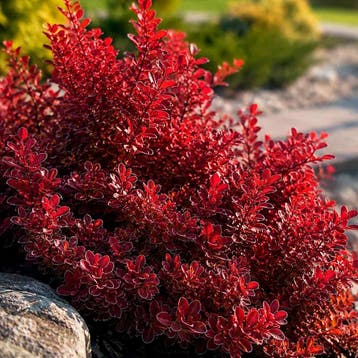 Berberis thunbergii `Ruby Star` container (P17) Sierplanten, Verzenden