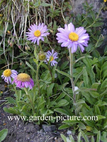 Aster alpinus /Aster a. 'Alba' alpenaster, paars / wit P9, Tuin en Terras, Planten | Tuinplanten, Ophalen of Verzenden, Lente