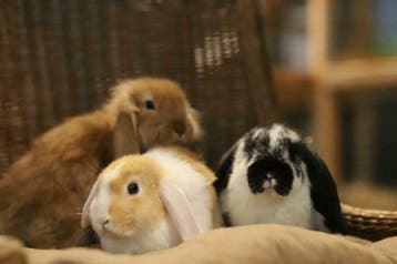 Jonge (hangoor)dwergkonijntjes. Veel keuze en goed advies!, Meerdere dieren, Dwerg, Hangoor, 0 tot 2 jaar