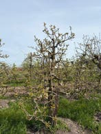 Volwassen Elstar Bomen ca. 20 jaar oud, 100 tot 250 cm