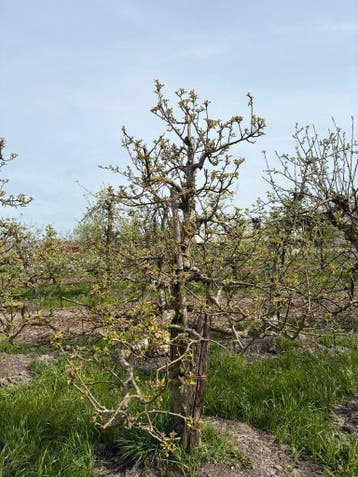 Volwassen Elstar Bomen ca. 20 jaar oud, 100 tot 250 cm