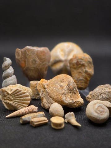 15 Fossielencollectie – ammonieten, trilobieten, koralen,