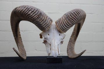 Mouflon Schedel - Ovis a musimon - 0 cm - 45 cm - 0 cm-, Nieuw