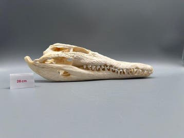 Nijlkrokodil Schedel van een reptiel - Crocodylus niloticus, Antiek en Kunst