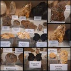 Oude fossielenverzameling ca. 30 stuks - Fossiele matrix -